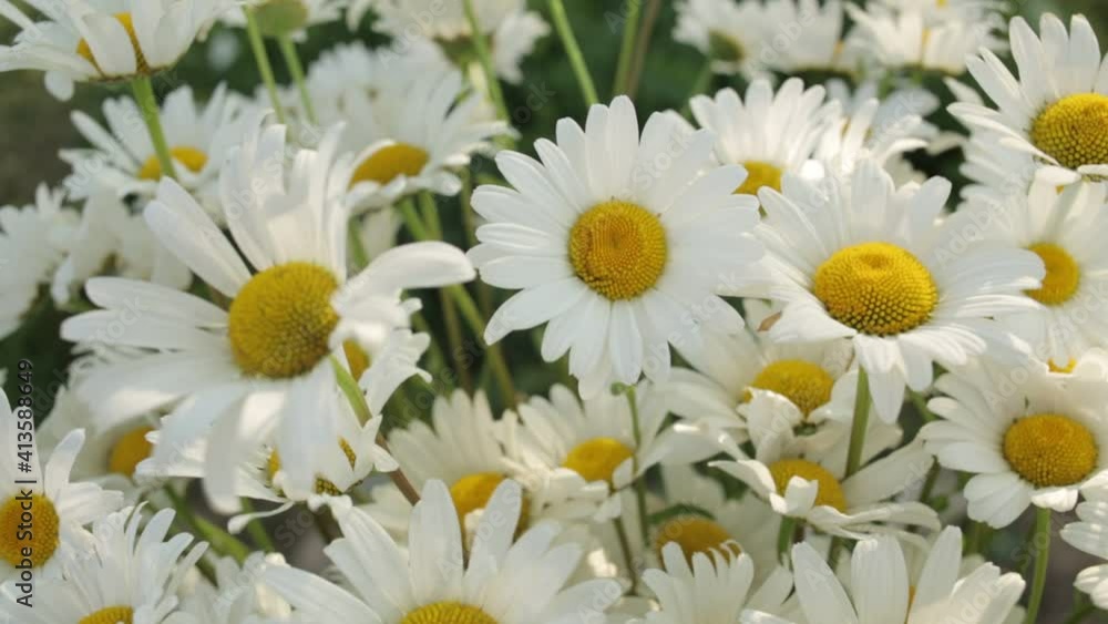 White Daisy flowers in close-up flutter in the wind. The wind blows on the chamomile wildflowers White Daisy flowers in close-up flutter in the wind. The wind blows on the chamomile wildflowers