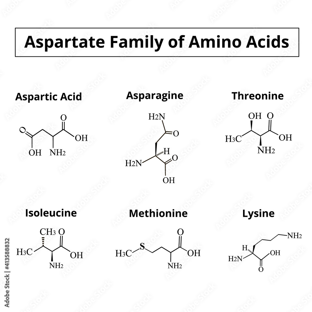 A family of amino acids aspartate. Chemical molecular formulas of amino acids aspartate, asparagine, threonine, isoleucine, methionine, lysine. Vector illustration on isolated background A family of amino acids aspartate. Chemical molecular formulas of amino acids aspartate, asparagine, threonine, isoleucine, methionine, lysine. Vector illustration on isolated background