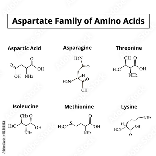 A family of amino acids aspartate. Chemical molecular formulas of amino acids aspartate, asparagine, threonine, isoleucine, methionine, lysine. Vector illustration on isolated background