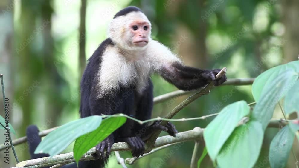 Wild White-faced Capuchin (Cebus capucinus) finds something interesting Wild White-faced Capuchin (Cebus capucinus) finds something interesting