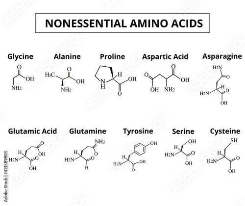 Nonessential amino acids. A set of amino acids. Chemical molecular formulas of amino acids. Vector illustration on isolated background.