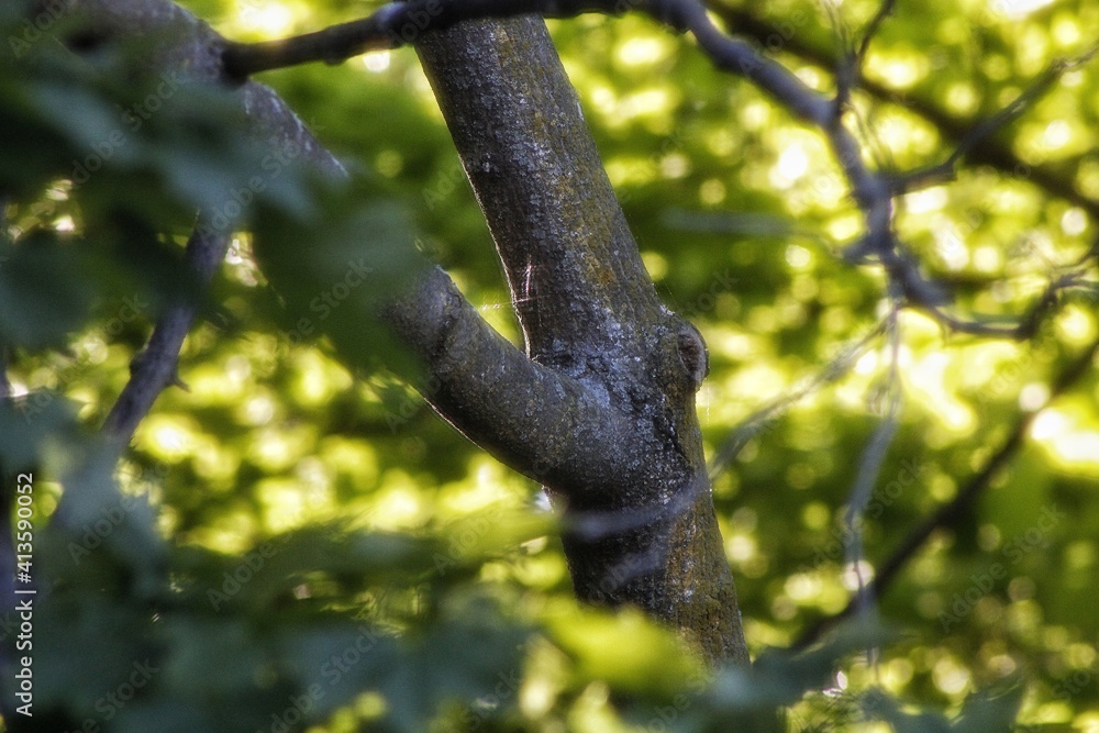 tree in the forest tree in the forest