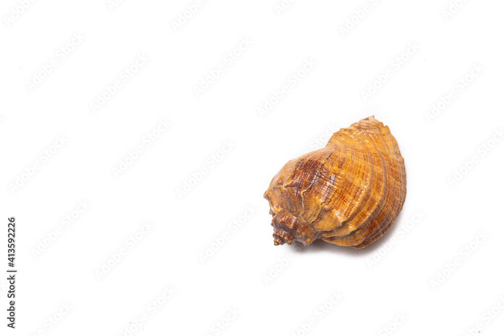 Seashell on a white background . An article about seashells. Vacation at the sea. Shopping by the sea. White background. Copy space Seashell on a white background . An article about seashells. Vacation at the sea. Shopping by the sea. White background. Copy space