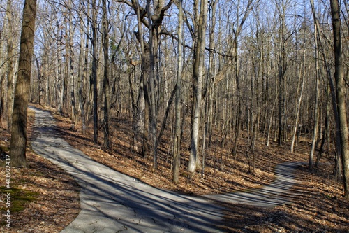 footpath in the forest