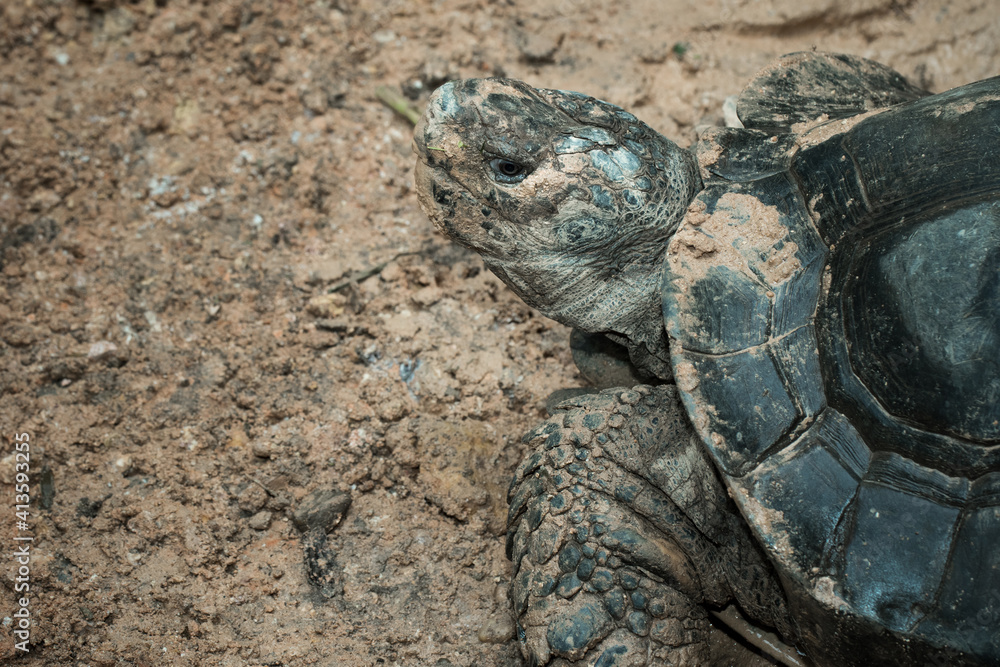 The turtle.