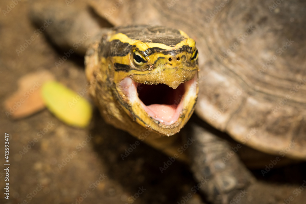 The turtle.