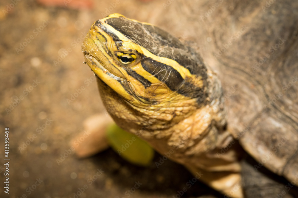 The turtle.