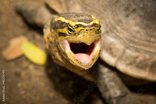The turtle.