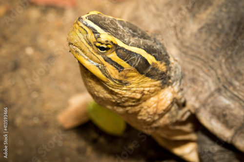 Obraz na płótnie The turtle. w salonie