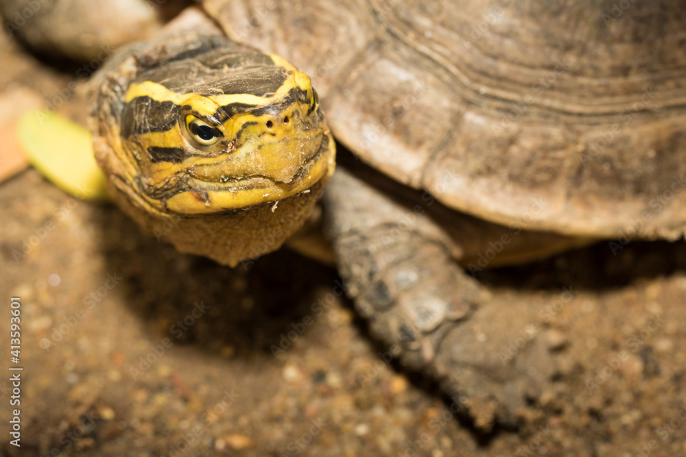 The turtle.