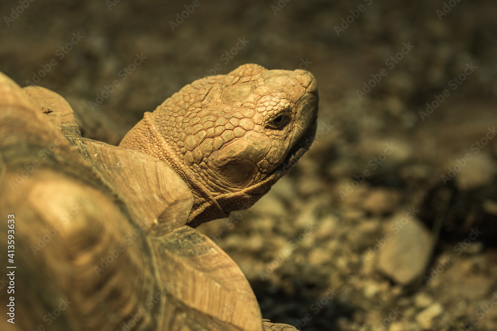 The turtle.