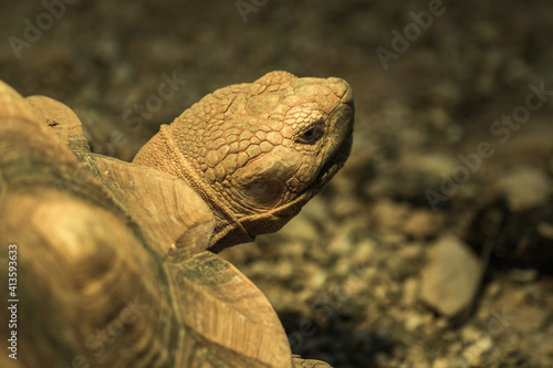 Obraz na płótnie The turtle. w salonie