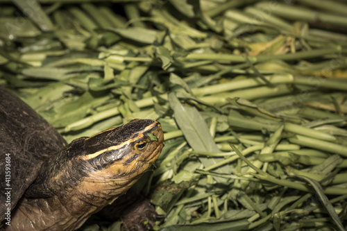 The turtle.