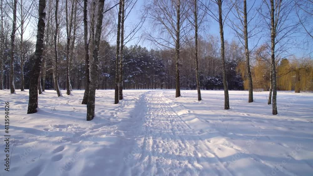 Birch trees in the winter forest Birch trees in the winter forest