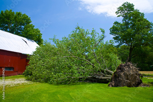 Foto Uprooted tree from wind storm passing through farmland.