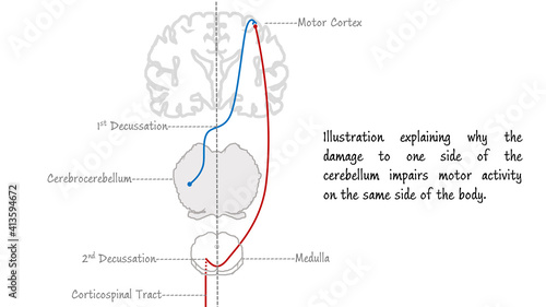 connections and double decussation with respect to cerebellum in humans photo