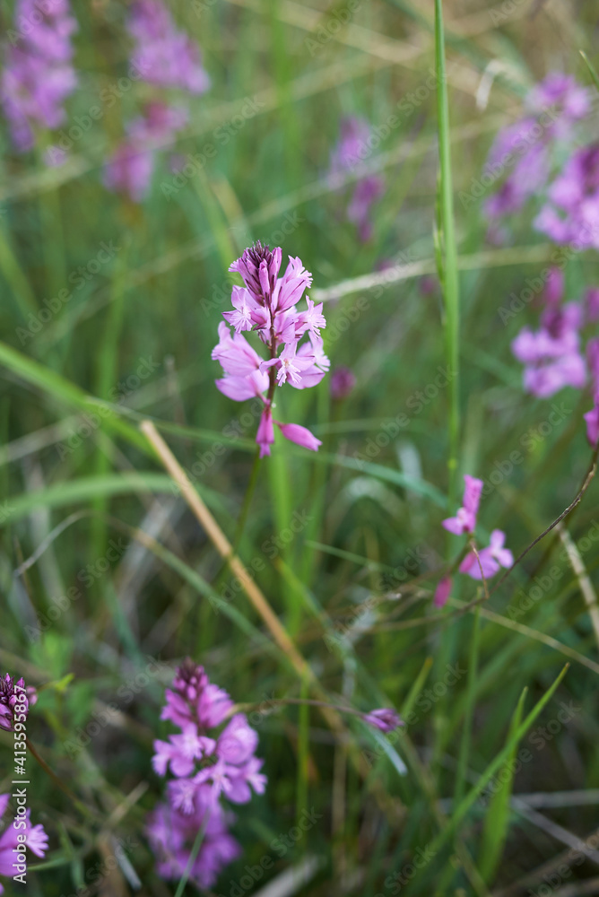 Obraz premium Polygala nicaeensis 