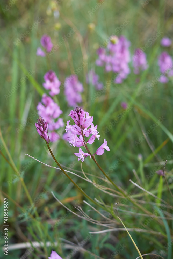 Polygala nicaeensis
Polygala nicaeensis