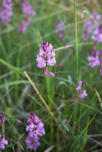 Polygala nicaeensis 