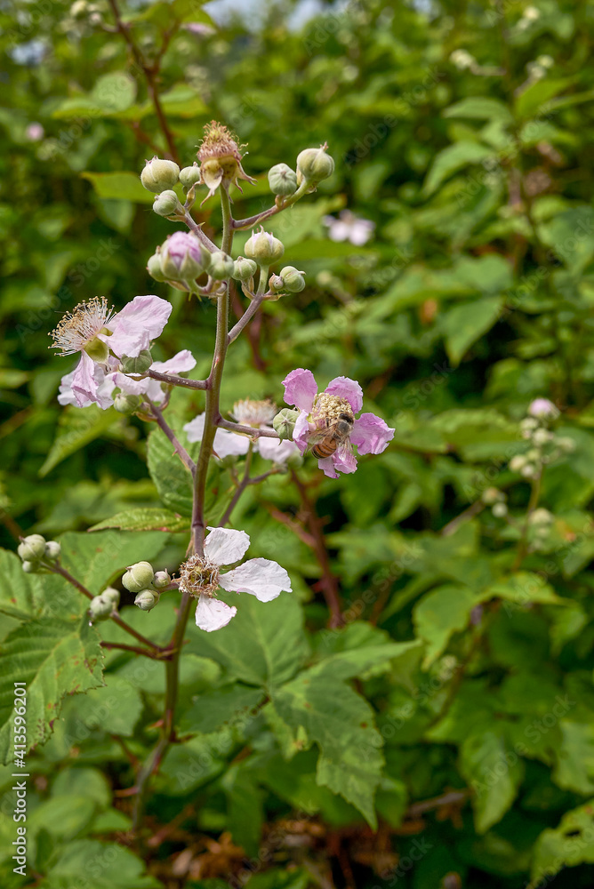 Rubus ulmifolius Rubus ulmifolius