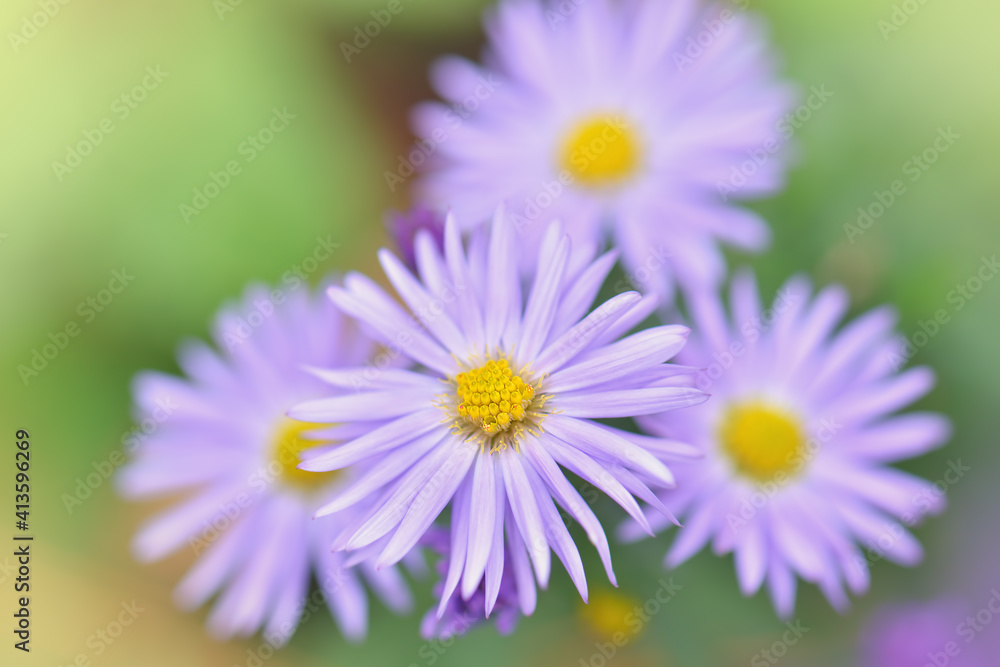 Amazing Violet Asters flowers on the garden in autumn. Polish flowers macro closeup with shallow depth of field Amazing Violet Asters flowers on the garden in autumn. Polish flowers macro closeup with shallow depth of field