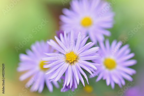 Amazing Violet Asters flowers on the garden in autumn. Polish flowers macro closeup with shallow depth of field