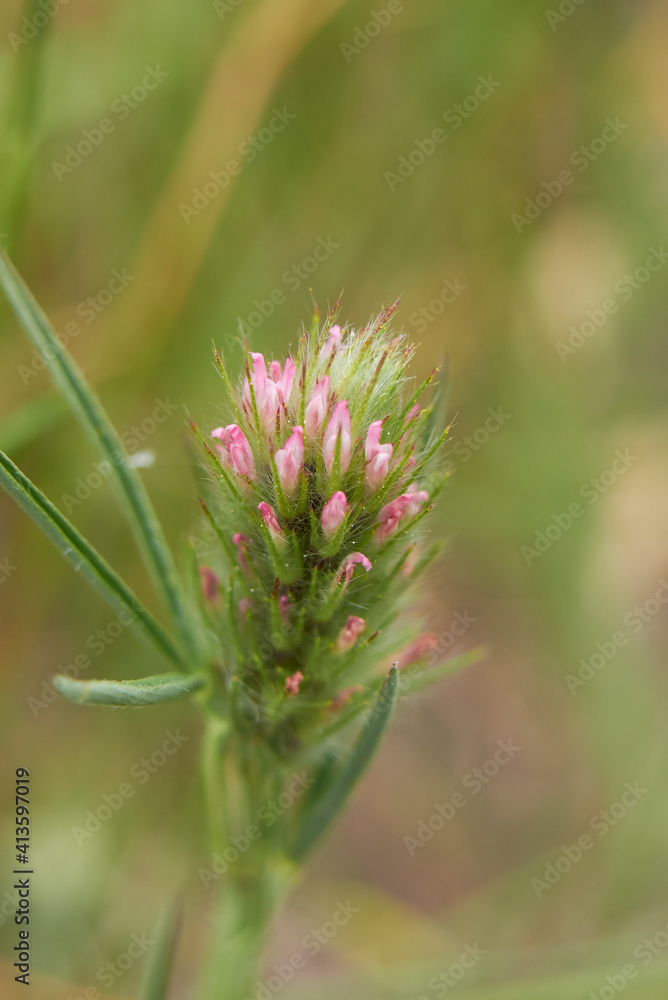Trifolium angustifolium Trifolium angustifolium