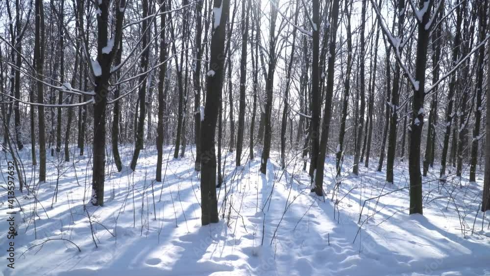 trees in the winter forest trees in the winter forest