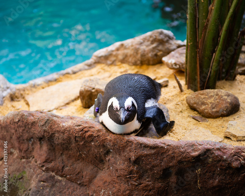 Image Of Penguins at the Dallas World Aquarium
