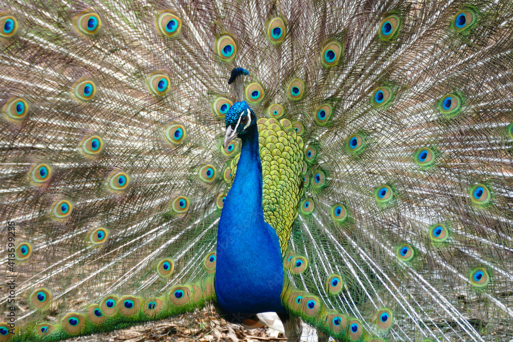 Obraz premium Portrait of a beautiful, impressive peacock with feathers out.