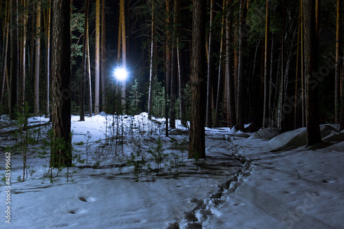 Coniferous winter forest at night. There is a trail of footprints in the snow. A path among tall pines. Fairy forest in winter. A lantern illuminates a deserted winter park.