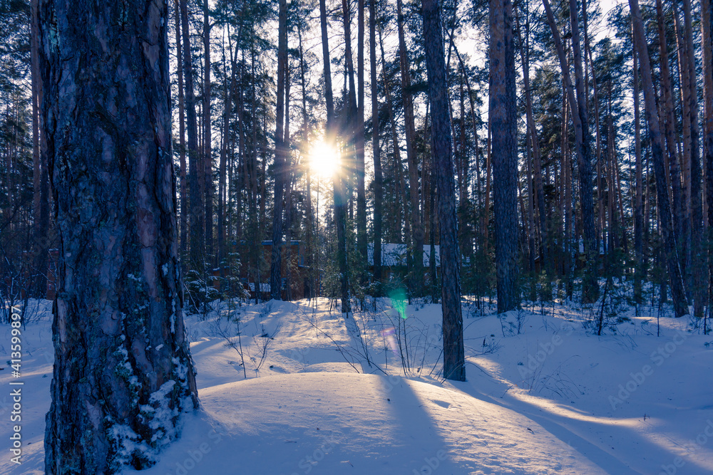 Naklejka premium The sun is setting behind the trees. Sunset in the winter forest. The sun's rays make their way through the branches. Shadows of trees in the snow. Winter sunrise.