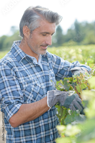 a man is pruning grape vine