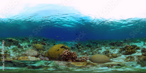 Soft and hard corals. Underwater fish garden reef. Reef coral scene. Philippines. Virtual Reality 360.
