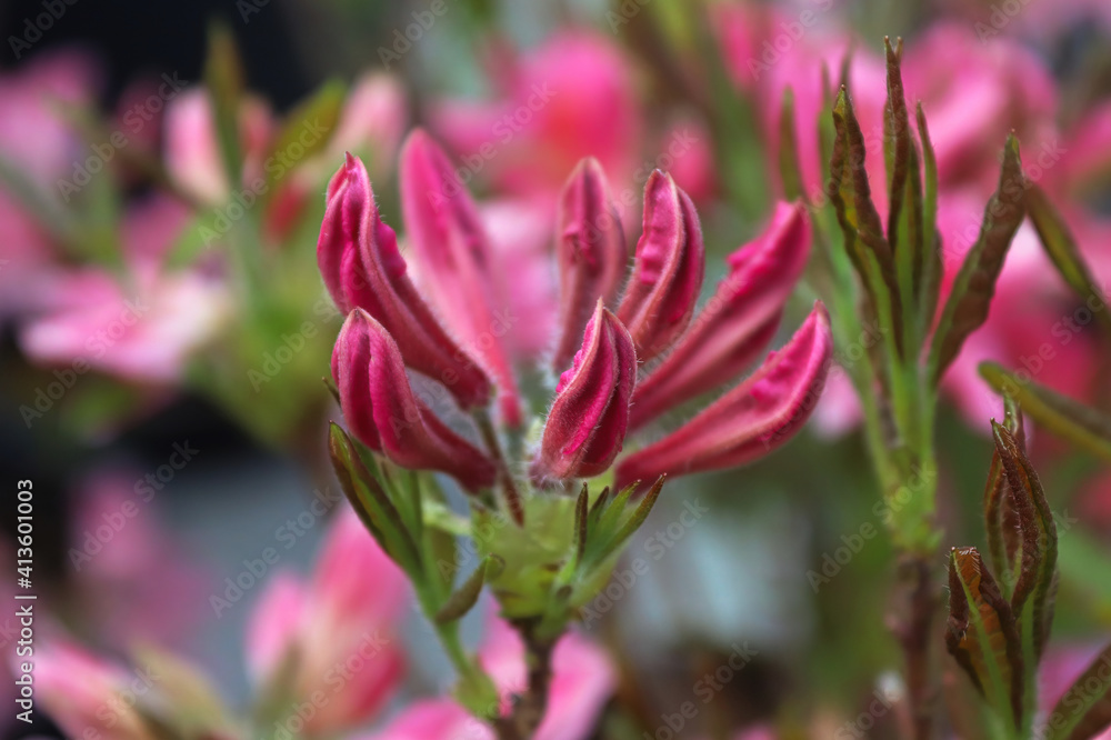 Closed buds on an azalea shrub in spring Closed buds on an azalea shrub in spring