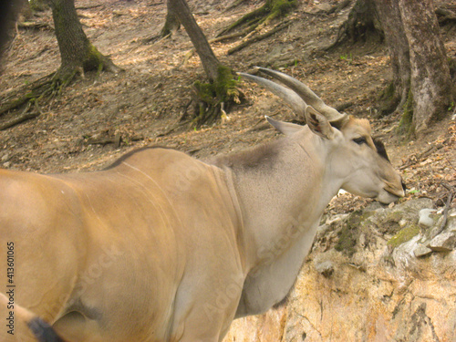 Closeup shot of a Giant eland in a nature reserve photo
