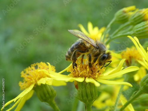 Biene  sitzt auf gelber Blume © Max photo design