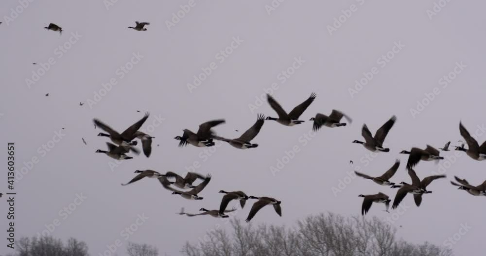 a flock of geese rise shortly after takeoff