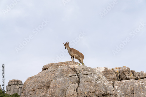 Iberian wild mountain goats in the El Torcal Nature Park in Andalusia