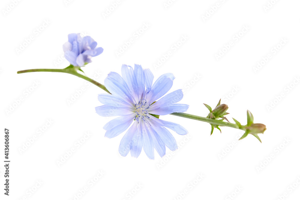 Chicory flower isolated on white background