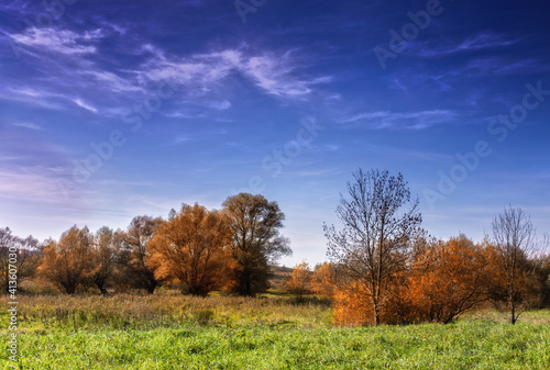 Trees in the meadow 