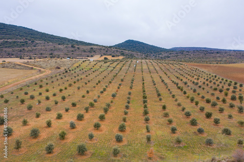 aerial view of holm oak forest where there are truffles in Soria Spain