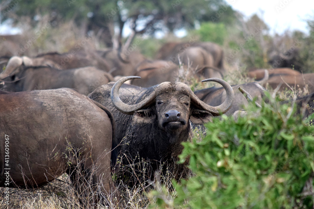 Fototapeta premium african buffalo in the wild