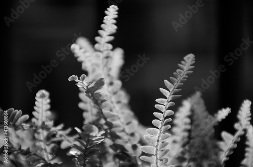 Black and White Foliage