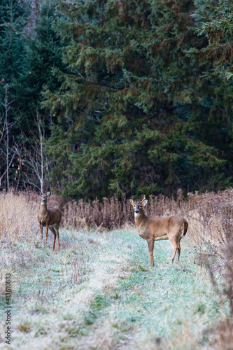 Small White-tailed deer, nontypical buck (odocoileus virginianus) and doe in Wisconsin photo