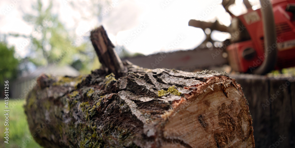 Fototapeta premium Close-up of a felling tree on the background of the saw. Life outside the city, nature. Work on the preparation of firewood.