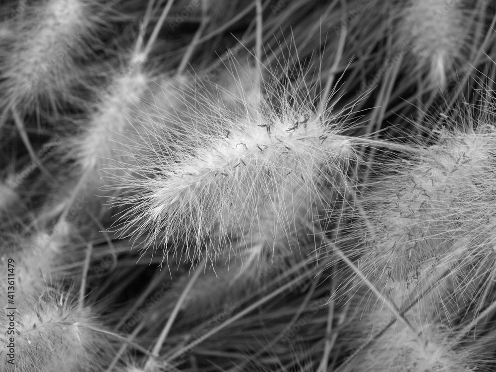 Obraz premium Detalle en blanco y negro de gramínea ornamental en un jardín de Colleville-sur-Mer, Francia