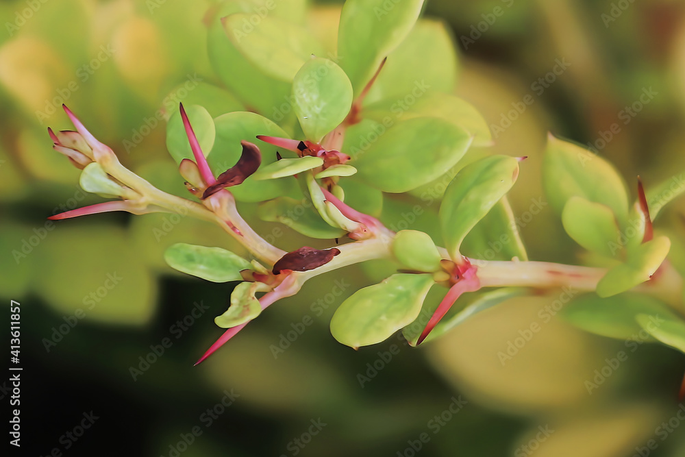 Macro of the prickly thorns on a barberry bush Macro of the prickly thorns on a barberry bush