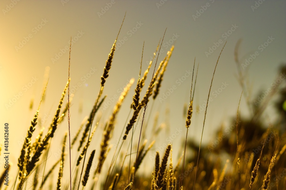 The golden hour The golden hour