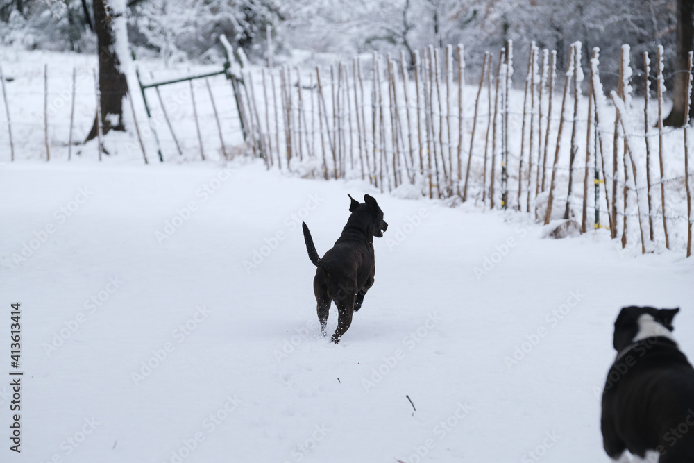 Happy dog running through snow in rural yard during winter.